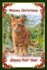 De-bijzondere-hobby-van-Carrie-Q.-Lemmens-Meowy-Christmas