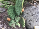 Cactussen-en-vetplanten-De-bijzondere-hobby-van-Hannelore-Valencijns-10