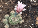 Cactussen-en-vetplanten-De-bijzondere-hobby-van-Hannelore-Valencijns-6