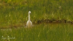 Sonja-Wendriks-Hobby-fotografie-Natuur-Noordernieuws.be-2024-_52A5012s