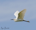 Sonja-Wendriks-Hobby-fotografie-Natuur-Noordernieuws.be-2024-_52A5204s