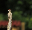 Sonja-Wendriks-Hobby-fotografie-Natuur-Noordernieuws.be-2024-_52A5657s