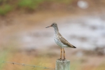 Sonja-Wendriks-Hobby-fotografie-Natuur-Noordernieuws.be-2024-_52A8785s