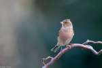 Sonja-Wendriks-Hobby-fotografie-Natuur-Noordernieuws.be-2024-_MGL0734s