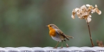 Sonja-Wendriks-Hobby-fotografie-Natuur-Noordernieuws.be-2024-_MGL1453s