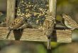 Hoe voeder je de vogels in je tuin mussen