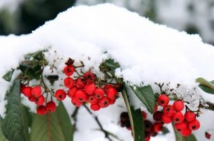 December wat moet er deze maand gebeuren in de tuin