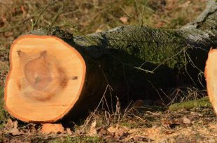 Bomenkap in Kapellen