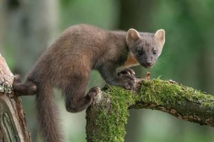 Ontdek 'Onze GroenRand-natuur' - Een project van GroenRand