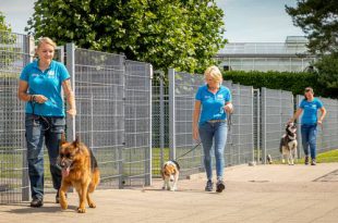 Dierenpension Hoevekestijn al twee decennia trots Dierbaar