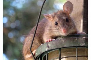 Aanhoudende regen lokt ratten naar de oppervlakte