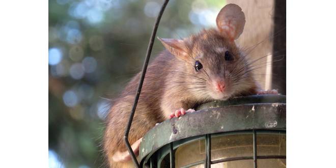 Aanhoudende regen lokt ratten naar de oppervlakte