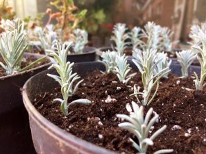 Stek lavendel van je eigen, oude lavendelplanten 4