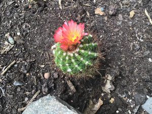 Cactussen en vetplanten - De bijzondere hobby van Hannelore Valencijns 2