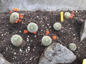 Cactussen en vetplanten - De bijzondere hobby van Hannelore Valencijns 4