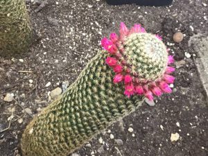 Cactussen en vetplanten - De bijzondere hobby van Hannelore Valencijns 5