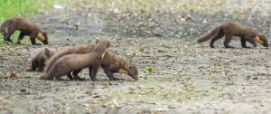 Liefst vijf boommarters gespot in het Elzenbos in Stabroek 2