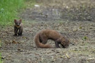 Liefst vijf boommarters gespot in het Elzenbos in Stabroek