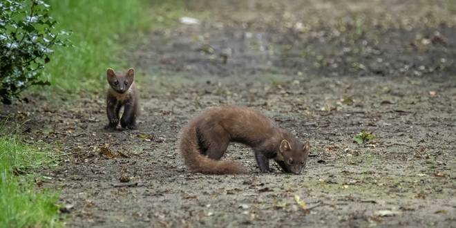 Liefst vijf boommarters gespot in het Elzenbos in Stabroek