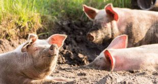 Oude en vergeten beroepen van vroeger varkensschouwer