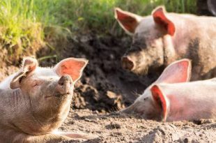 Oude en vergeten beroepen van vroeger varkensschouwer