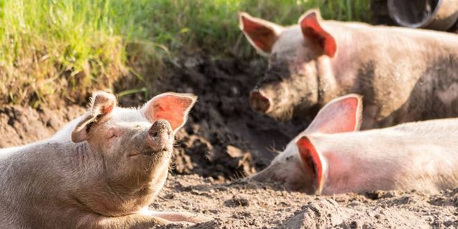 Oude en vergeten beroepen van vroeger varkensschouwer