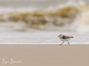 Sonja Wendriks - Hobby fotografie - Wadloper