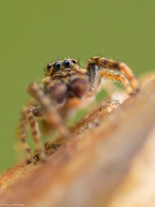 Sonja Wendriks - Hobby fotografie - Natuur - Spin