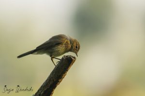 Sonja Wendriks - Hobby vogelfotografie