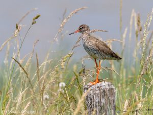 Sonja Wendriks - Hobby natuurfotografie