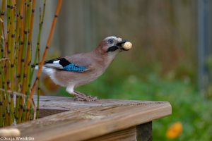 Sonja Wendriks - vogelfotografie