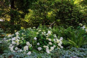 Arboretum Kalmthout verwelkomt miljoenste bezoeker van de eeuw 2