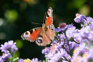 Augustus wat moet er deze maand gebeuren in de tuin 2024