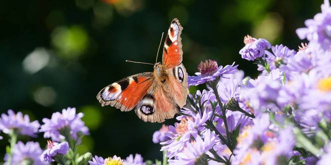 Augustus wat moet er deze maand gebeuren in de tuin 2024