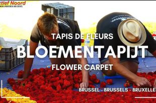 Bloementapijt Brussel 2024 een kleurrijk eerbetoon aan duurzaamheid en natuur