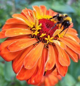 De bijzondere hobby van Diena Leegte 4