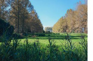 Lokaal bestuur Wuustwezel verwerft grond in parkgebied Loenhout