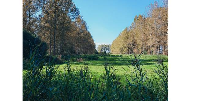 Lokaal bestuur Wuustwezel verwerft grond in parkgebied Loenhout