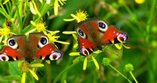 Met deze tien planten heb je volgend jaar meer vlinders in je tuin