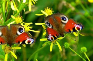 Met deze tien planten heb je volgend jaar meer vlinders in je tuin