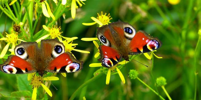 Met deze tien planten heb je volgend jaar meer vlinders in je tuin