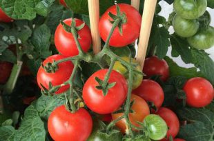 September dit moet je deze maand in de tuin doen