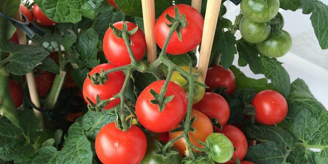 September dit moet je deze maand in de tuin doen