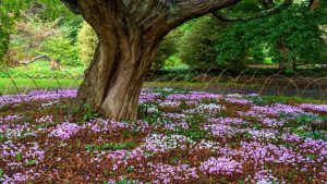 Sloveense ambassadeur plant cyclamen en verrast Arboretum Kalmthout met oorkonde 3