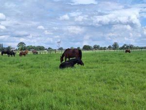 https://www.noordernieuws.be/wp-content/uploads/2024/09/Stichting-Manegepaardenpensioenfond-organiseert-minitruckfestival-2.jpg