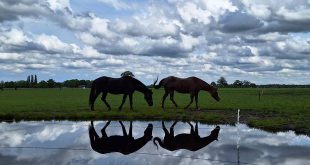 Stichting Manegepaardenpensioenfond organiseert minitruckfestival