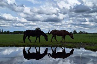 Stichting Manegepaardenpensioenfond organiseert minitruckfestival