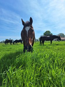 Stichting Manegepaardenpensioenfond organiseert minitruckfestival 4