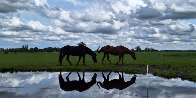 Stichting Manegepaardenpensioenfond organiseert minitruckfestival