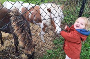 Mobiele kinderboerderij - Caroline Deruytter vertelt